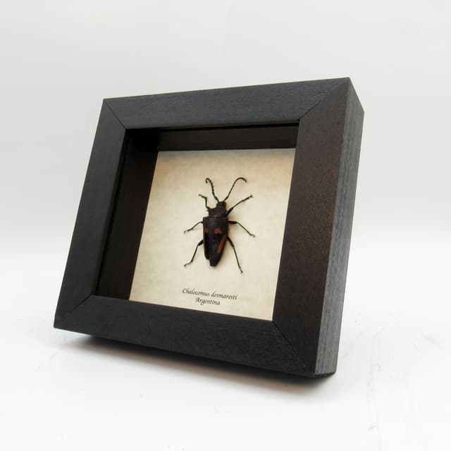 Real Longhorn beetle framed taxidermy - Calocomus desmaresti -female