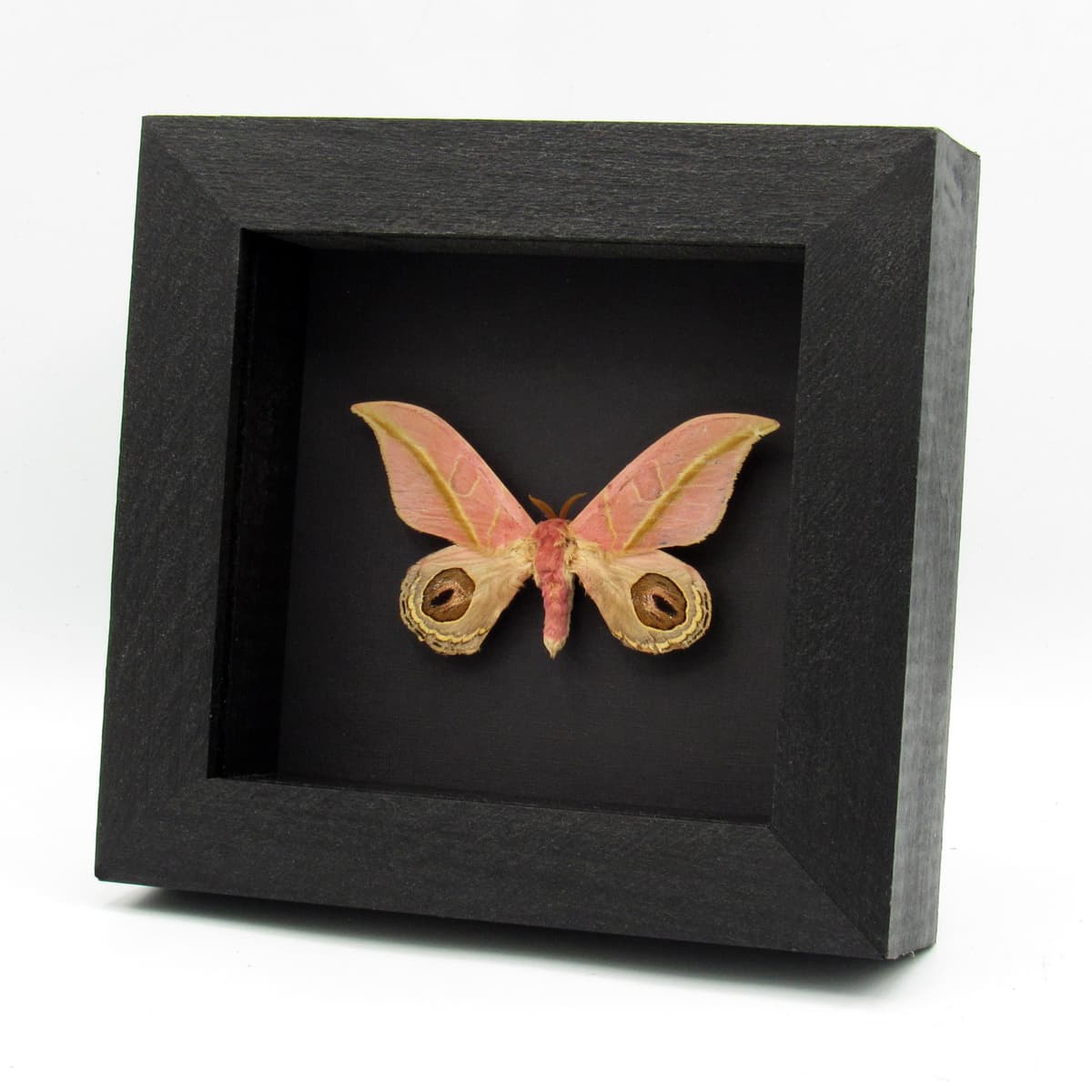 Very rare real pink Saturn moth framed taxidermy - Leucanella flammans - damaged/repaired