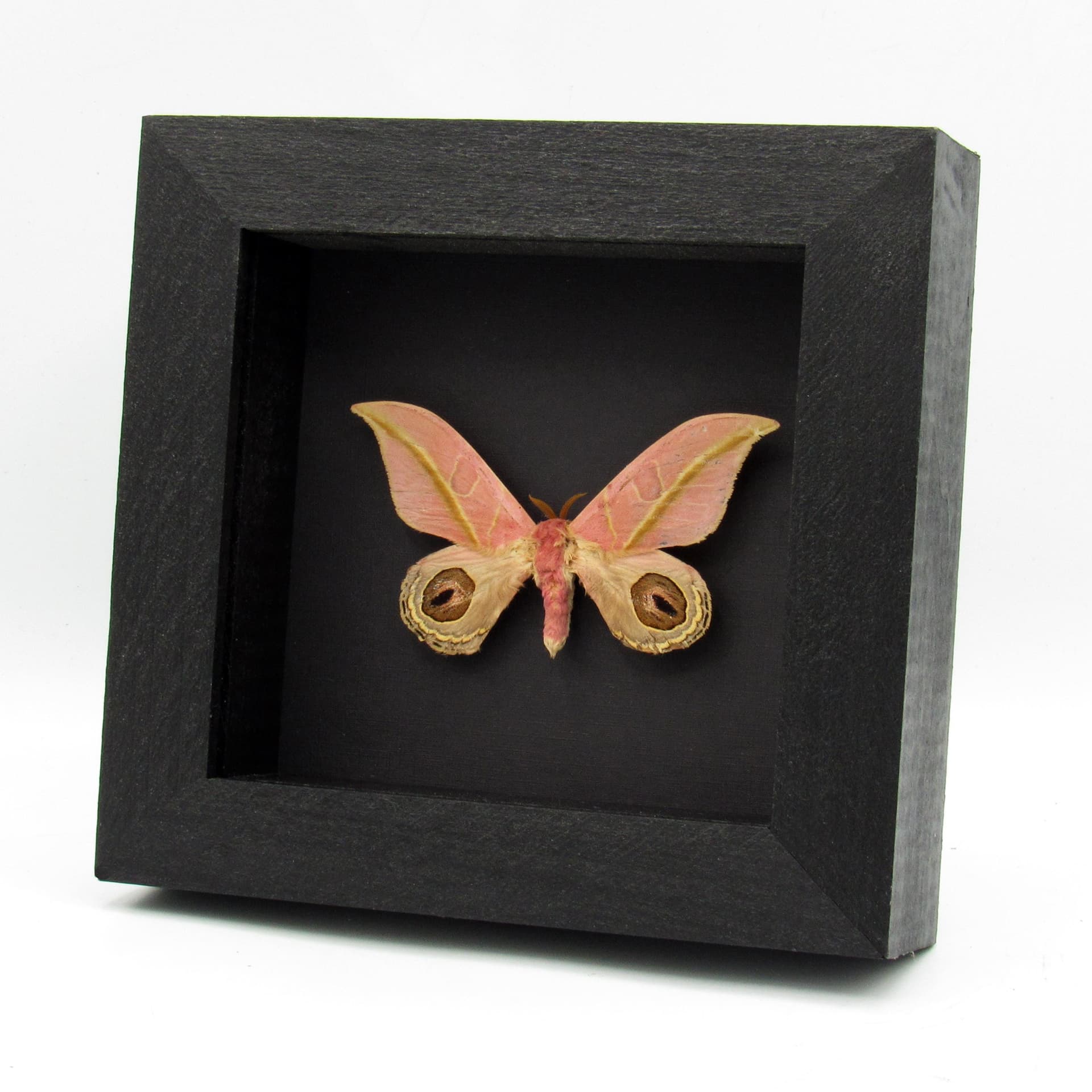 Very rare real pink Saturn moth framed taxidermy - Leucanella flammans - damaged/repaired