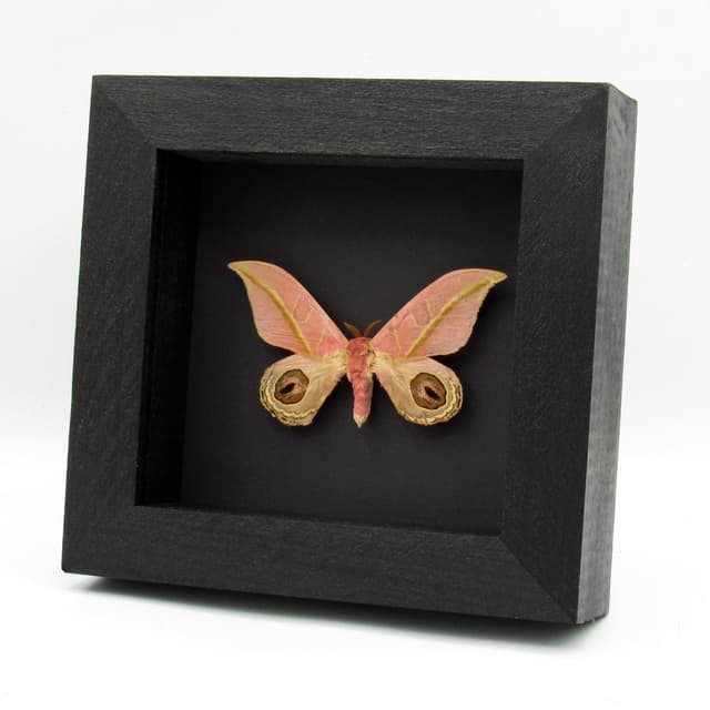 Very rare real pink Saturn moth framed taxidermy - Leucanella flammans - damaged/repaired