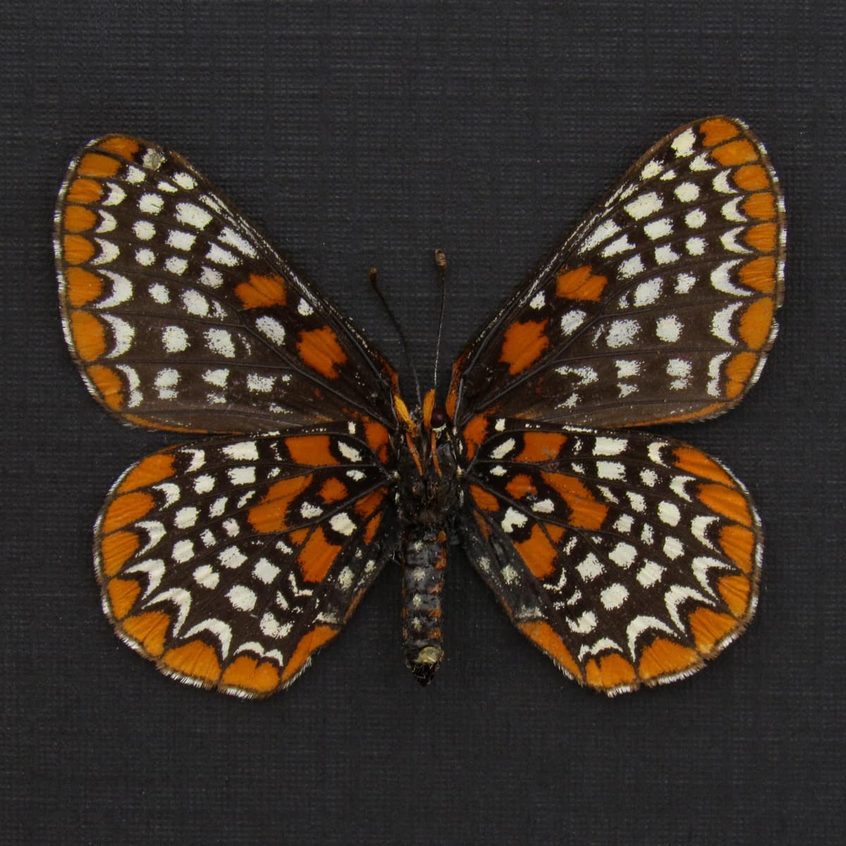 Real Baltimore Checkerspot butterfly framed taxidermy - Euphydryas phaeton - large female