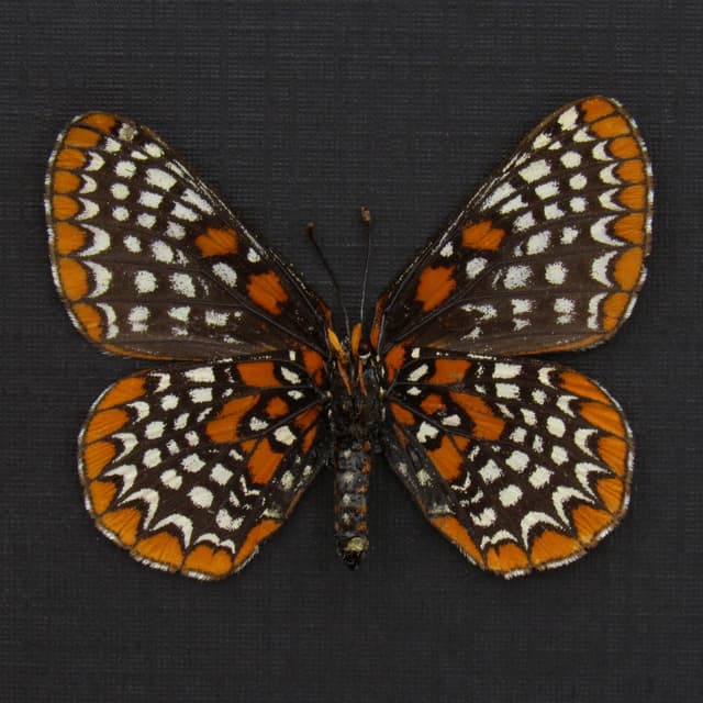 Real Baltimore Checkerspot butterfly framed taxidermy - Euphydryas phaeton - large female