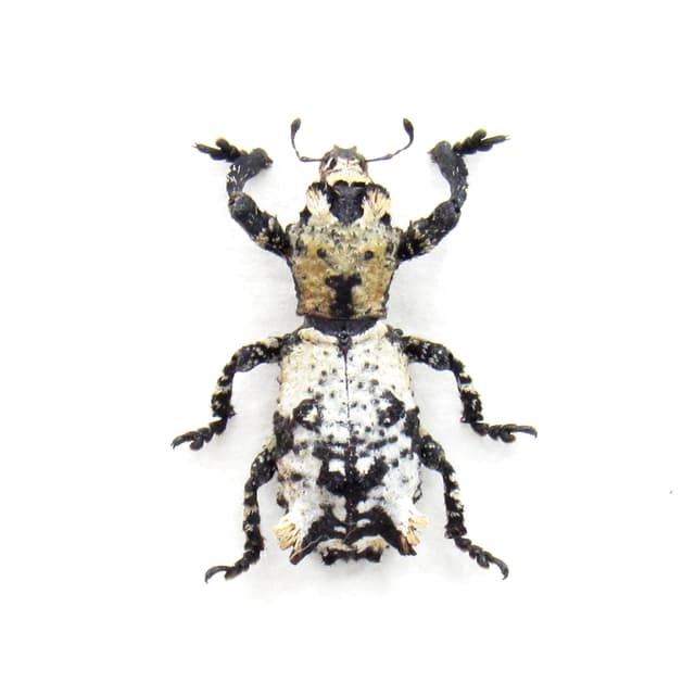 Rare Lichen Weevil framed taxidermy - Lithinus nigrocristatus