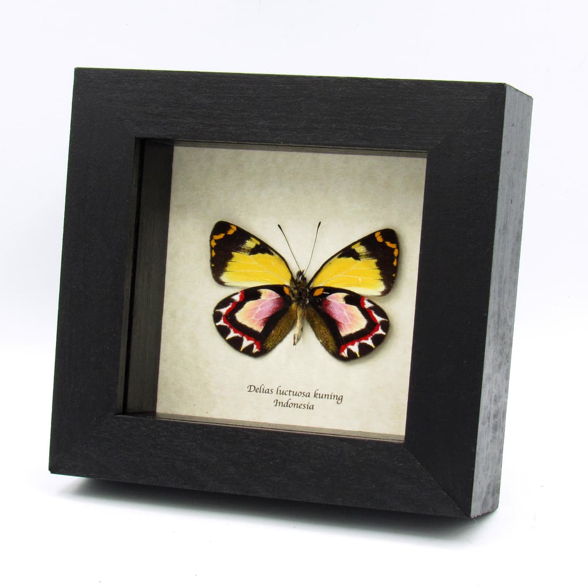 Very rare pink Delias butterfly framed taxidermy - Delias luctuosa kuning