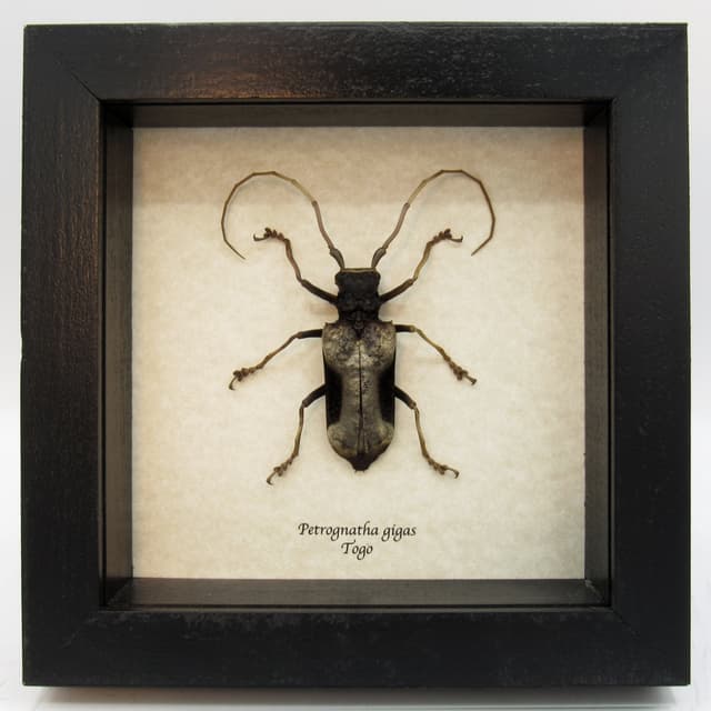 Real Long Horn beetle framed taxidermy - Petrognathus gigas - female