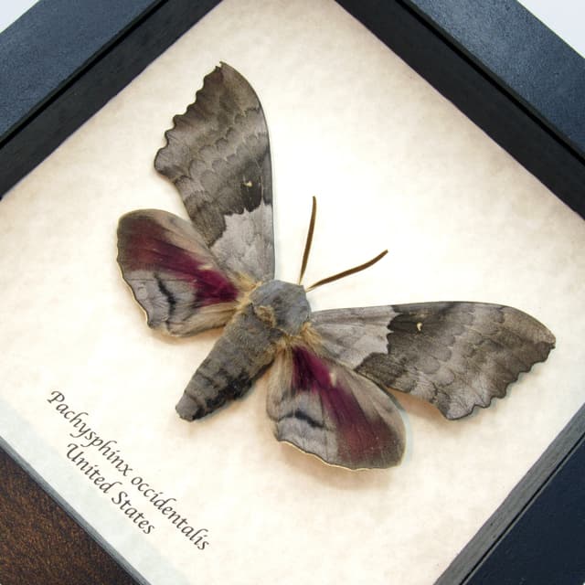 Real Western Big Poplar Sphinx framed taxidermy - Pachysphinx occidentalis