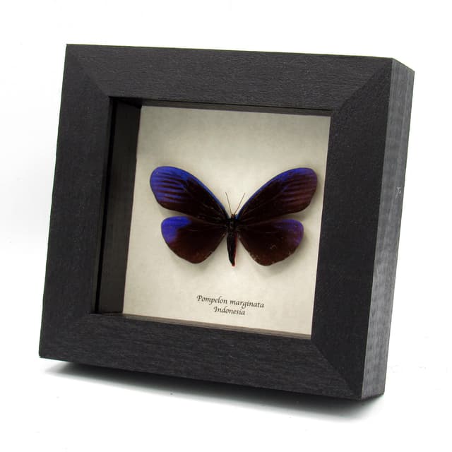 Real metallic purple day moth framed taxidermy - Pompelon marginata - large female