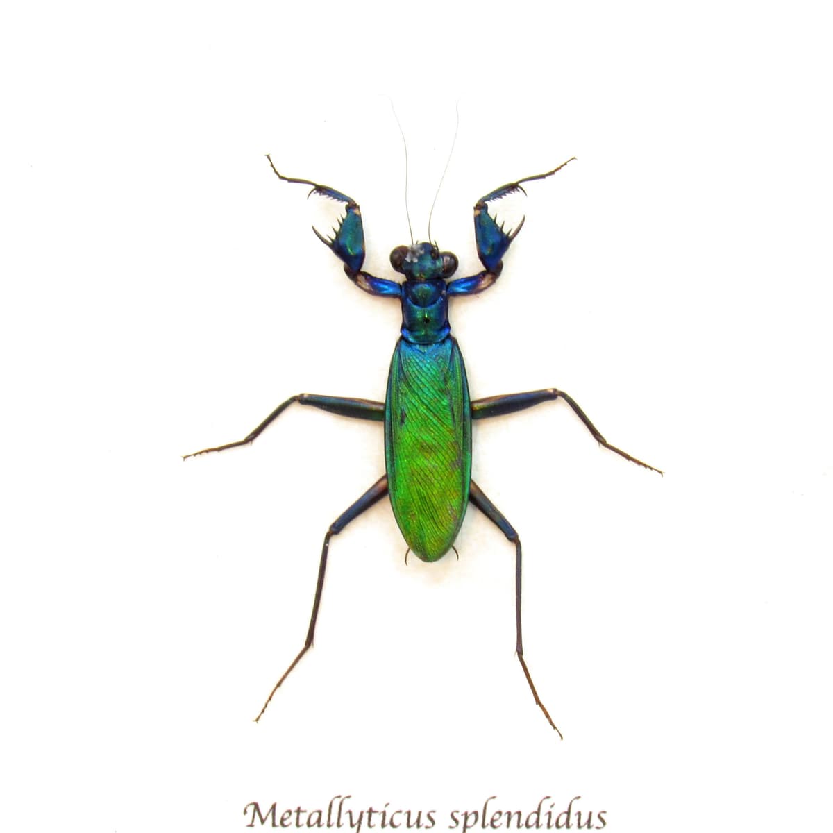 Rare metallic rainbow mantis framed taxidermy - Metallyticus splendidus