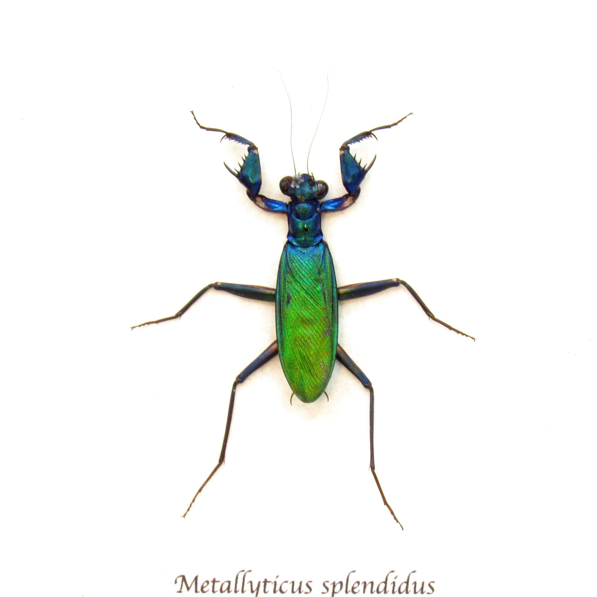 Rare metallic rainbow mantis framed taxidermy - Metallyticus splendidus