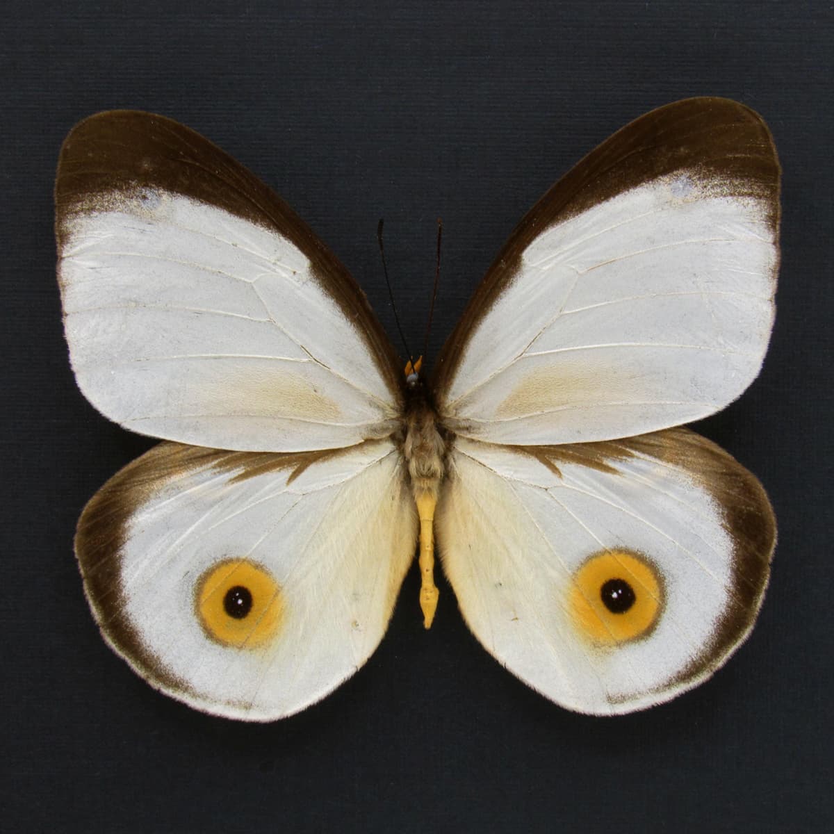 Real Owl butterfly framed taxidermy - Taenaris hodeva