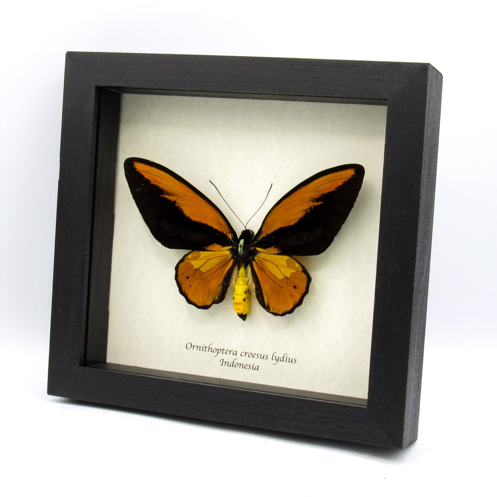 Real XXL Birdwing butterfly framed taxidermy - Ornithoptera croesus lydius - 5.7 inch wingspan - minor damage/repair