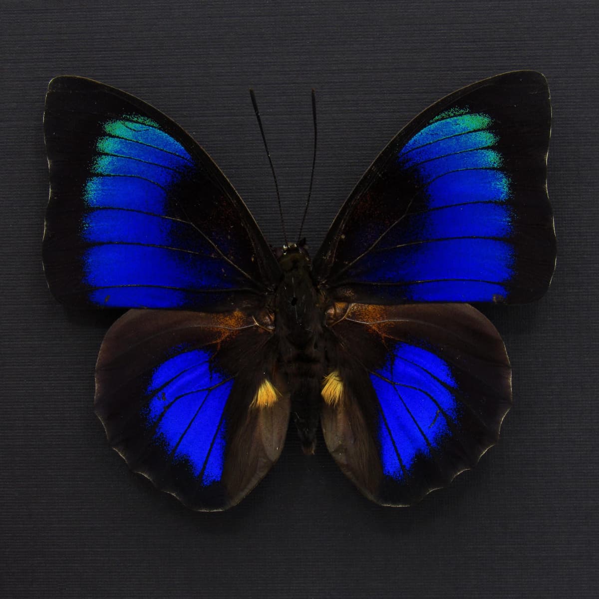 Rare Hybrid Agrias butterfly framed - Agrias beatifica x Prepona laertes