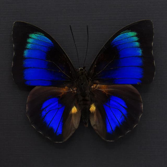 Rare Hybrid Agrias butterfly framed - Agrias beatifica x Prepona laertes