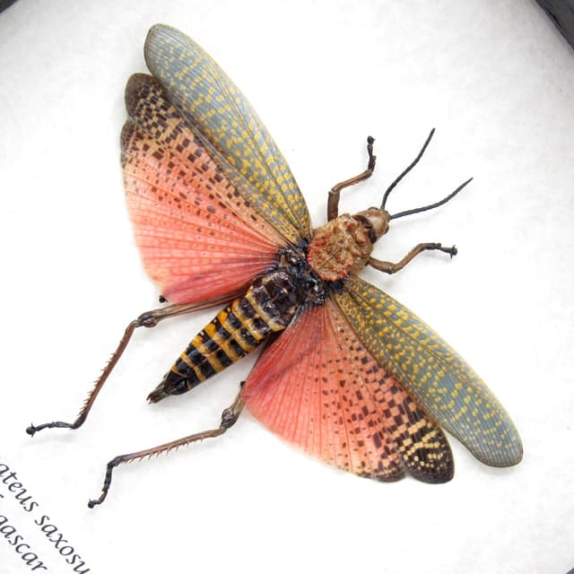 Real grasshopper framed taxidermy - Phymateus saxosus