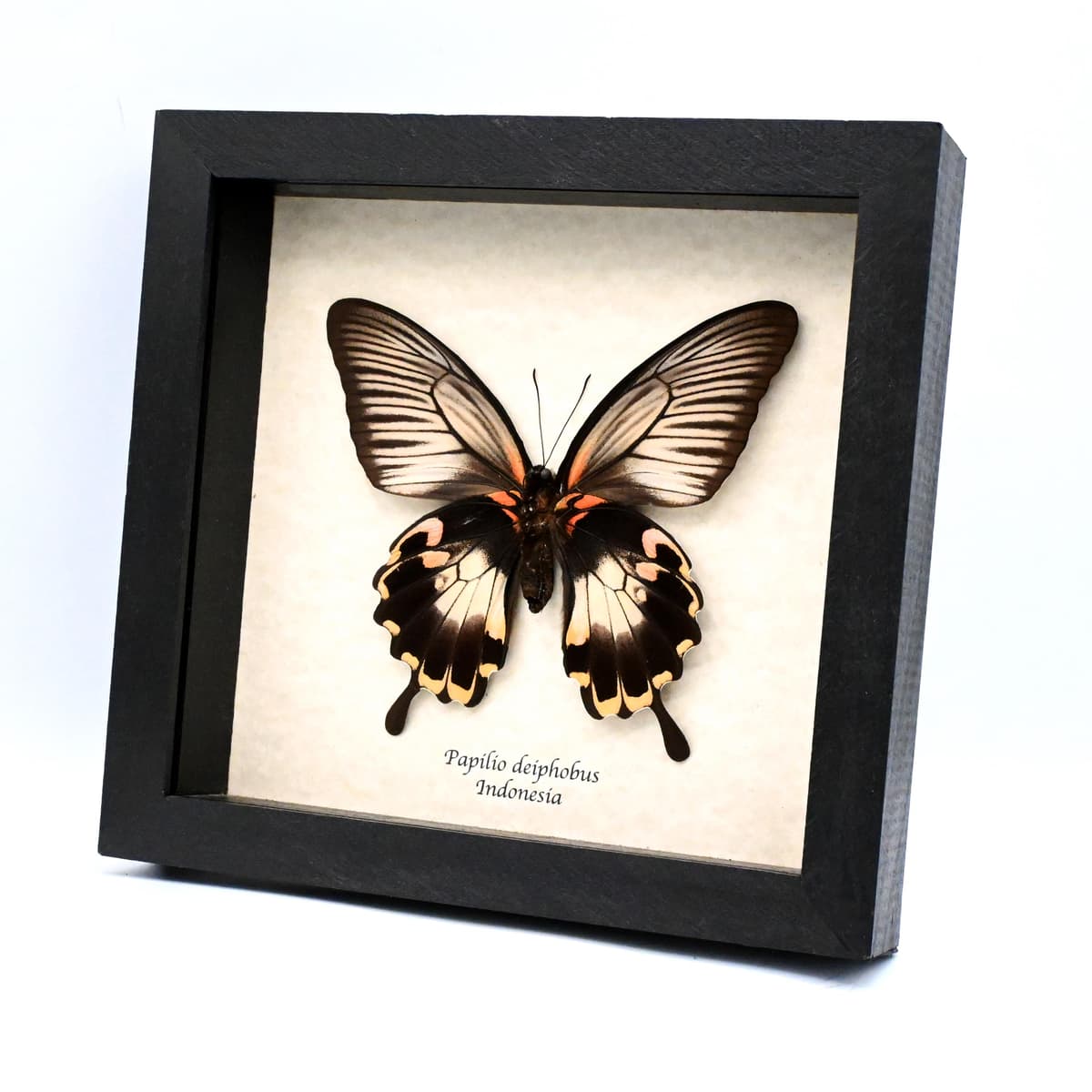 Rare Giant pink Swallowtail butterfly framed taxidermy - Papilio deiphobus - female