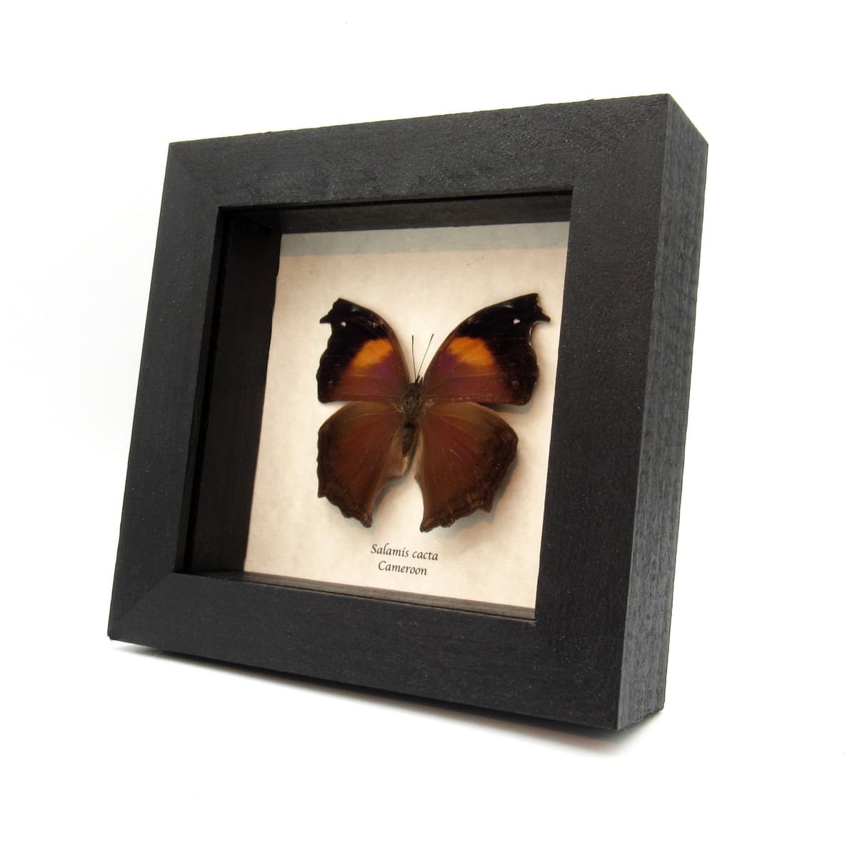 Real Lilac Mother of Pearl butterfly framed taxidermy - Salamis cacta - large female