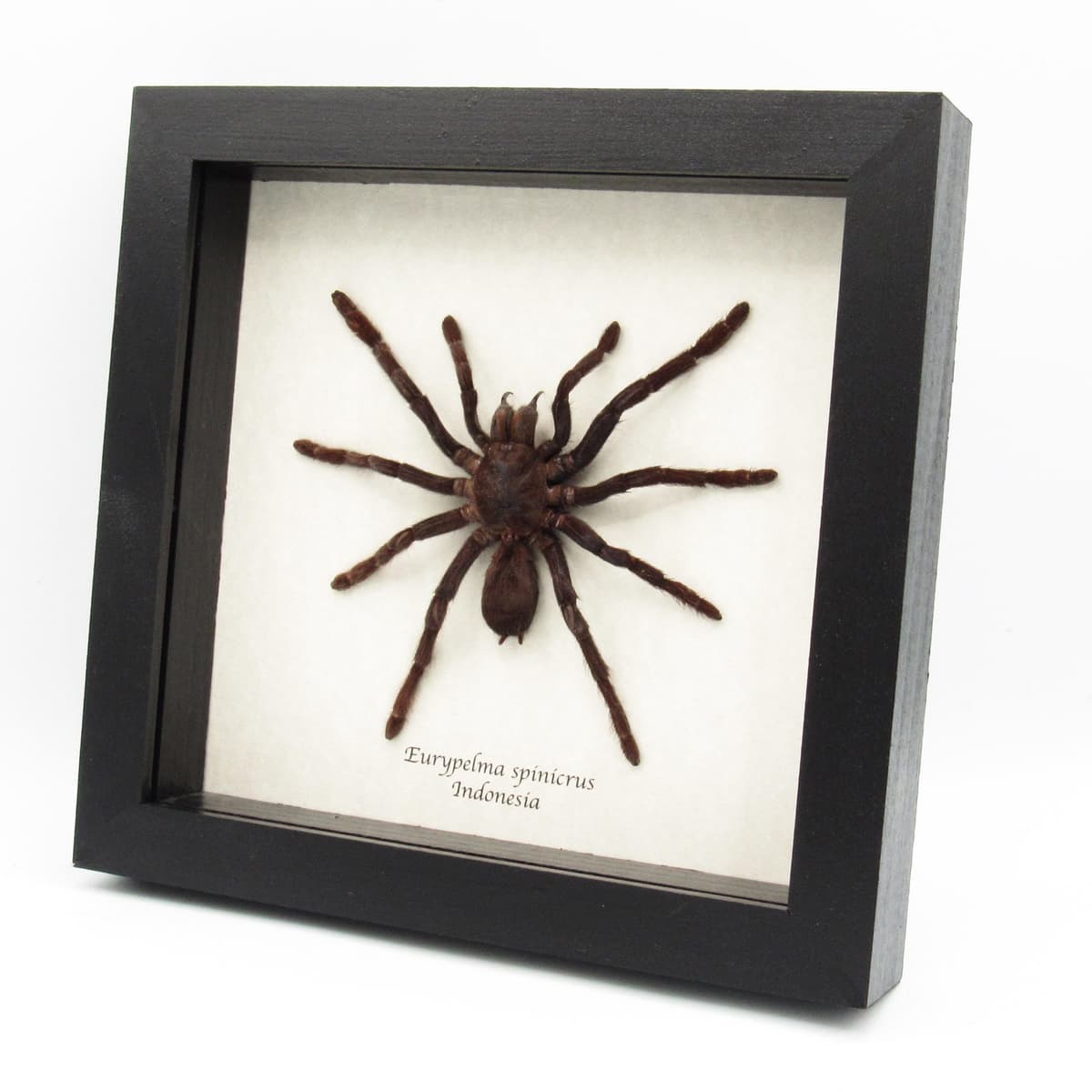 Real XL hairy fanged tarantula spider framed taxidermy - Eurypelma spinicrus