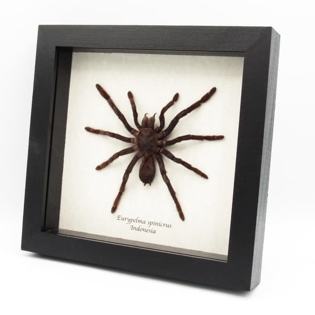 Real XL hairy fanged tarantula spider framed taxidermy - Eurypelma spinicrus
