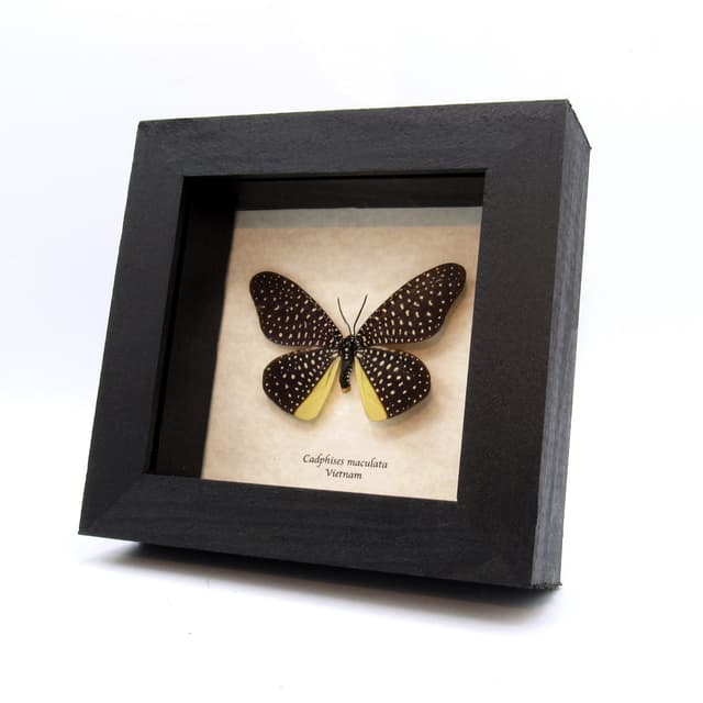 Rare Day Flying moth framed taxidermy - Cadphises maculata