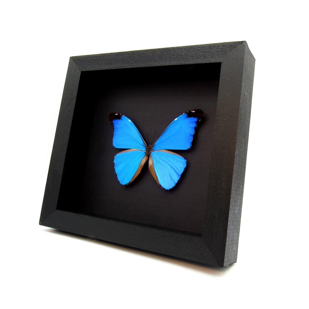 Rare metallic blue Morpho butterfly framed taxidermy - Morpho absoloni