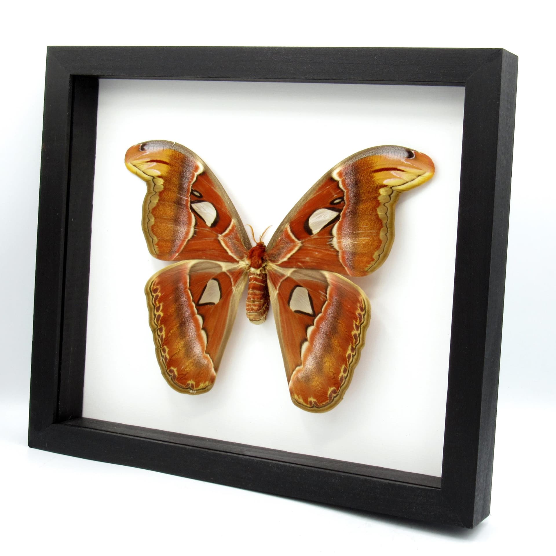 XL framed Atlas moth taxidermy - Attacus atlas - 8.85" female