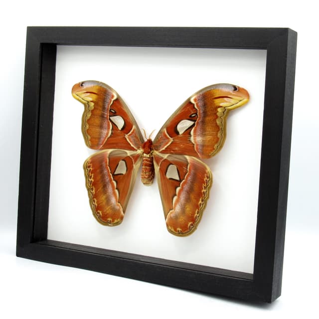 XL framed Atlas moth taxidermy - Attacus atlas - 8.85" female