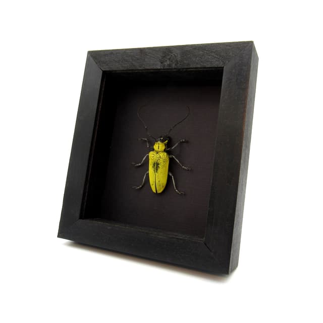 Large yellow Longhorn beetle framed taxidermy - Celosterna pollinosa - female