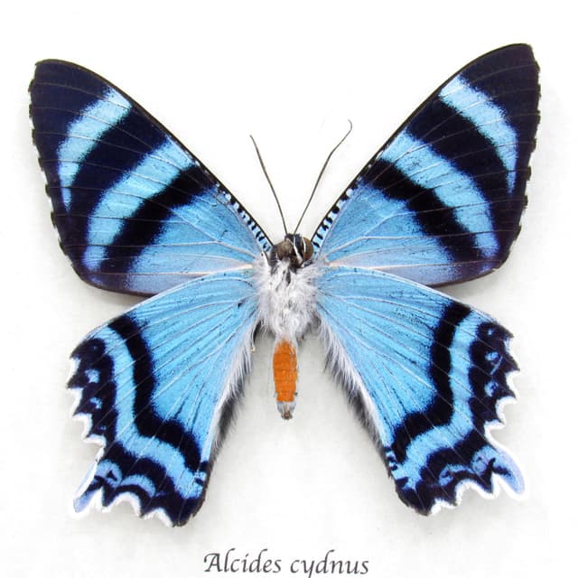 Rare blue moth framed - Alcides cydnus