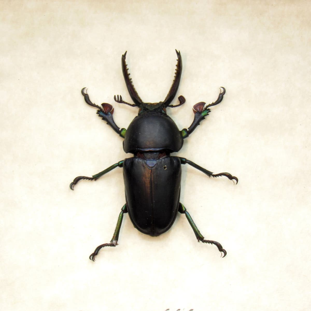 Rare Stag beetle framed taxidermy - Lamprima adolphinae - black color form