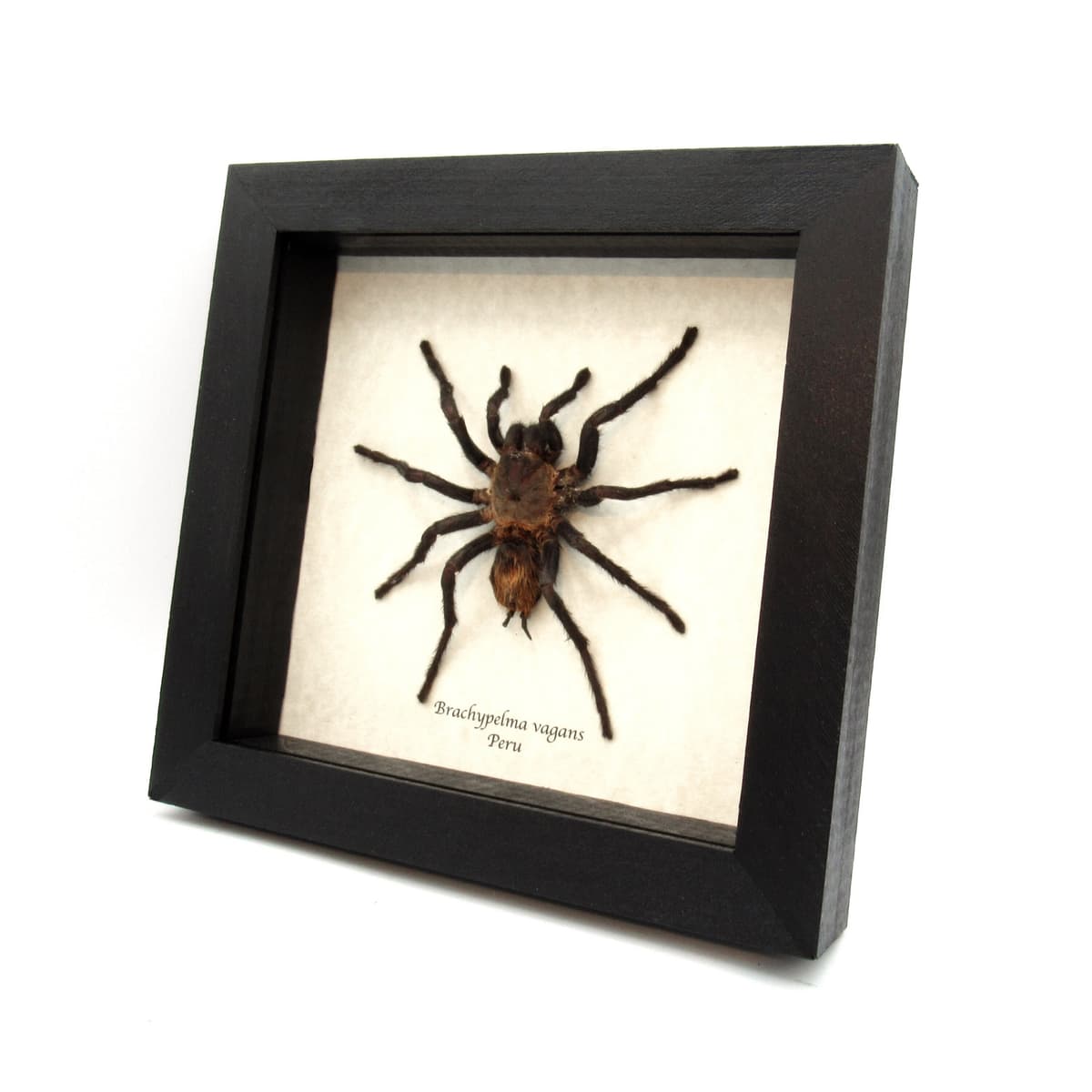 Real Mexican Red Rump Tarantula framed taxidermy - Brachypelma vagans