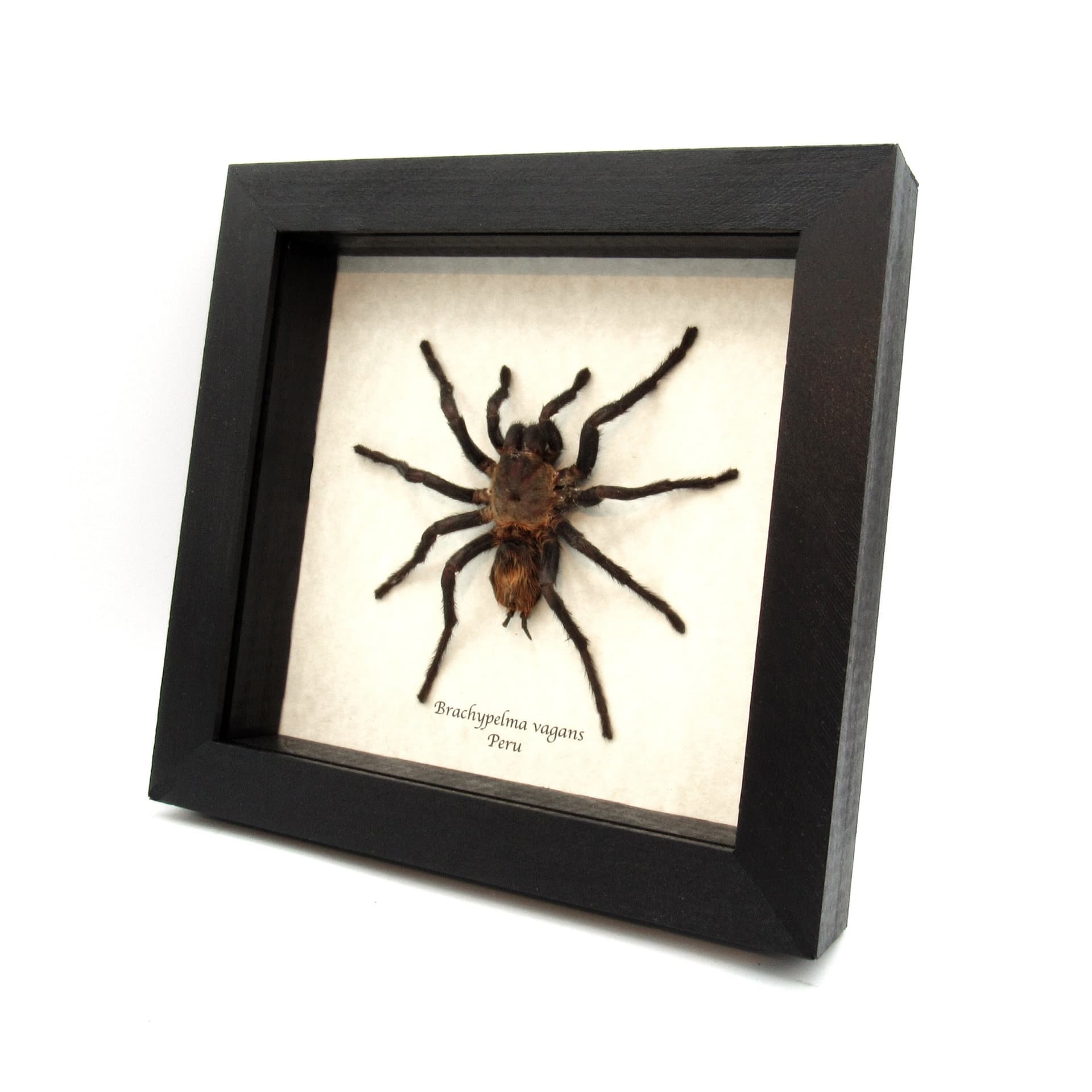 Real Mexican Red Rump Tarantula framed taxidermy - Brachypelma vagans