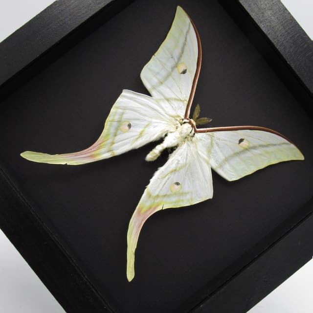 Real Giant Indian moon moth framed taxidermy - Actias selene