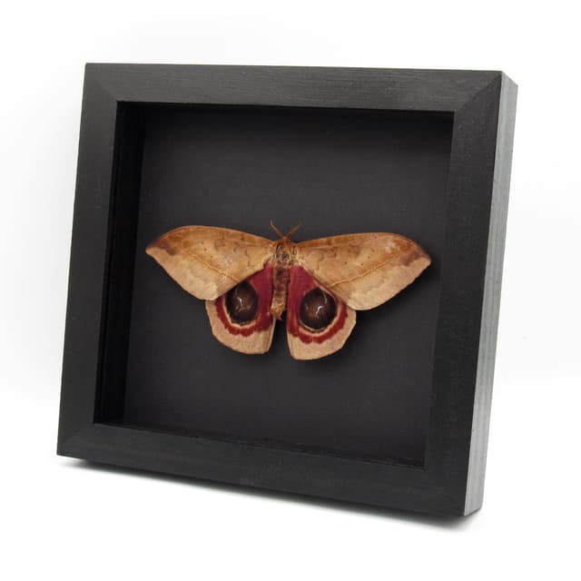 Real Giant Saturn moth framed taxidermy - Automeris metzli - Victorian mount