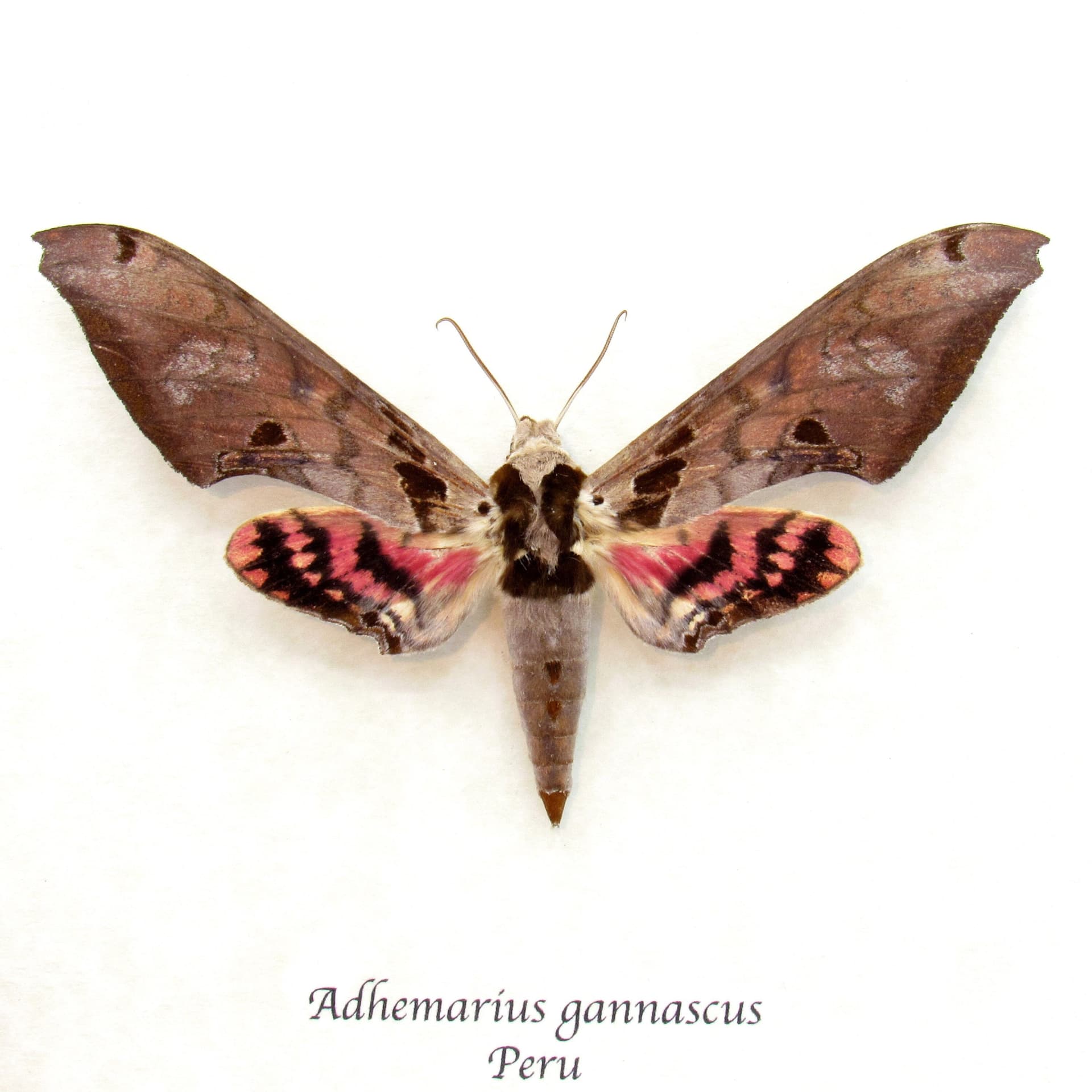 Large pink Sphinx moth framed taxidermy - Adhemarius gannascus
