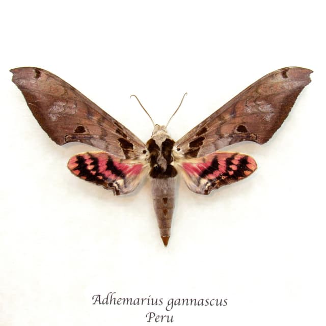 Large pink Sphinx moth framed taxidermy - Adhemarius gannascus