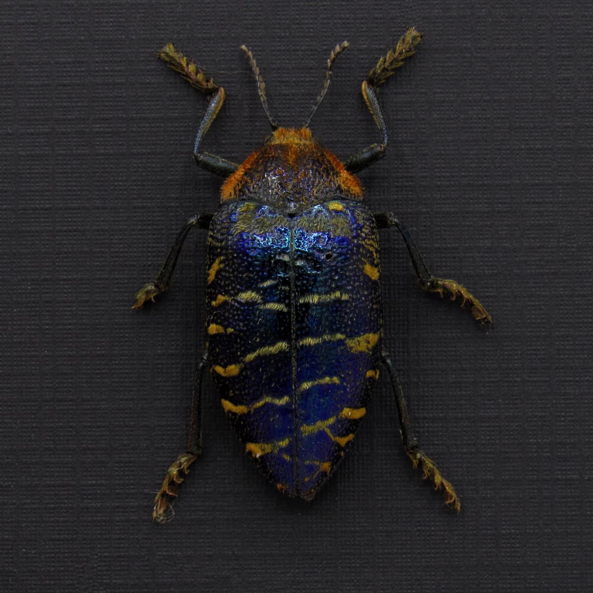 Very rare metallic purple Jewel beetle framed taxidermy - Julodis clouei