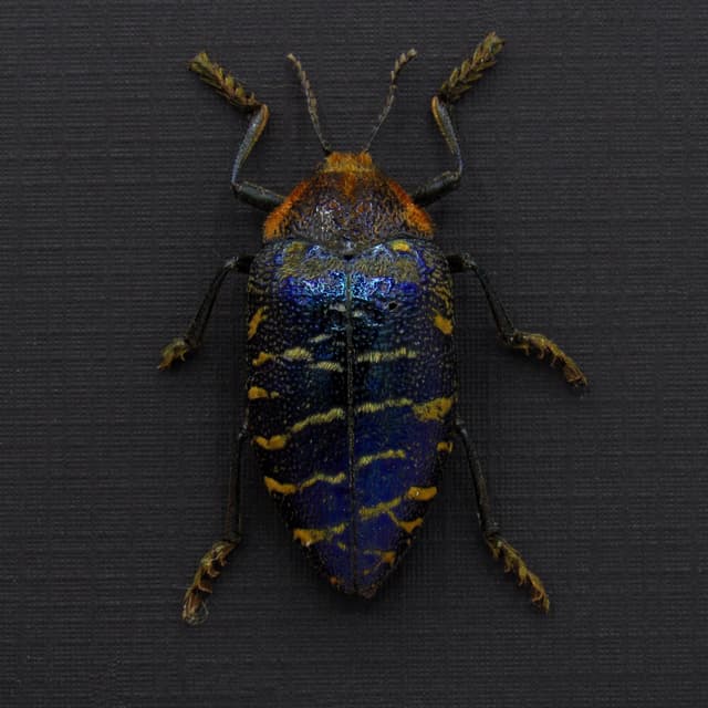Very rare metallic purple Jewel beetle framed taxidermy - Julodis clouei