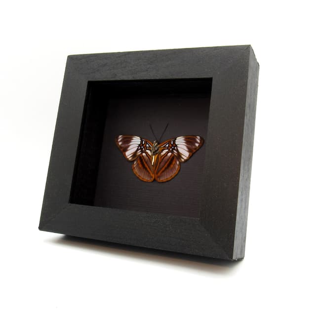 Real purple butterfly framed taxidermy - Adelpha epione - Victorian mount