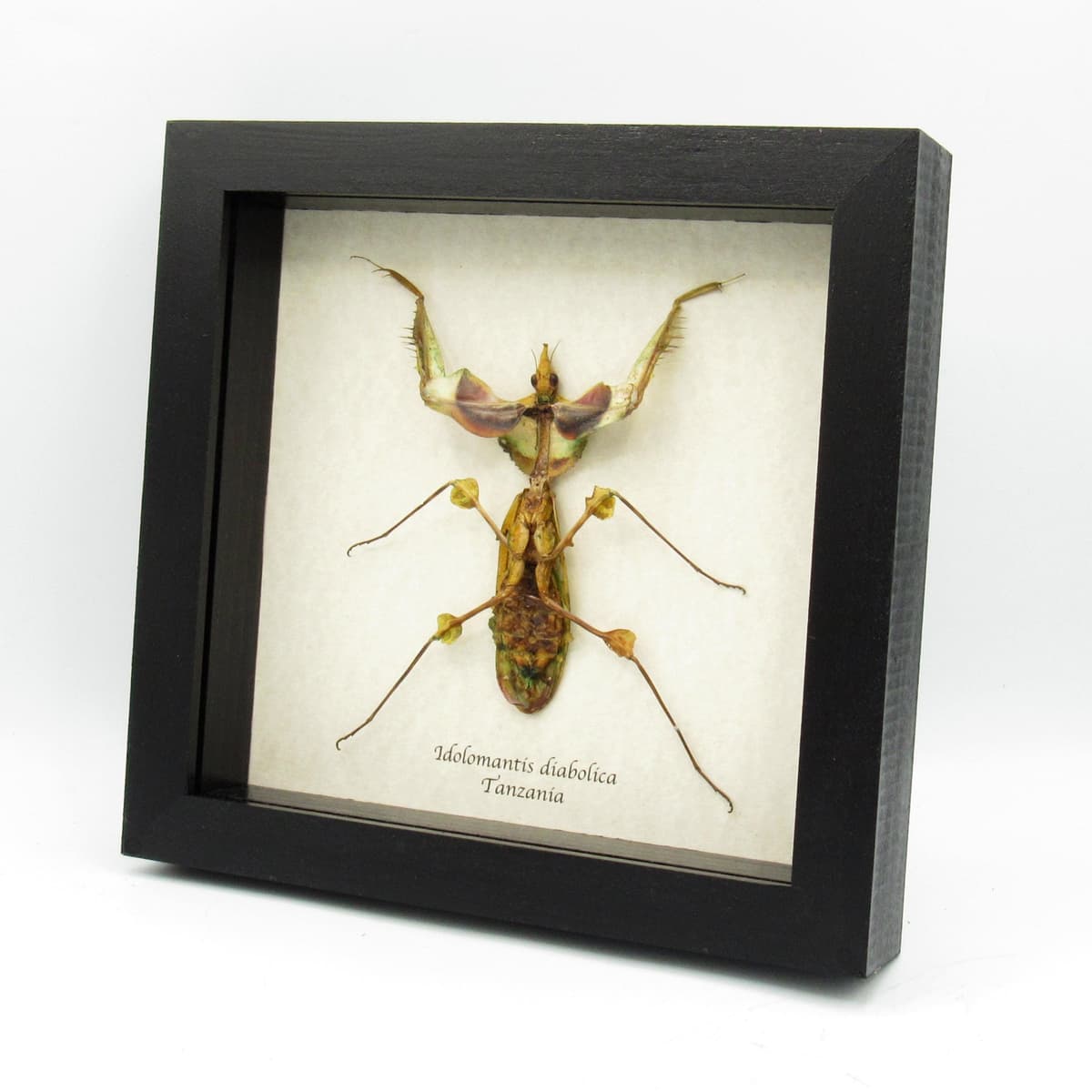 Real Giant Devils Flower Mantis framed taxidermy - Idolomantis diabolica winged adult - female