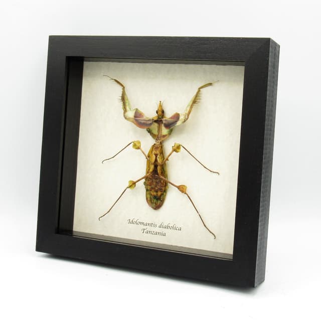 Real Giant Devils Flower Mantis framed taxidermy - Idolomantis diabolica winged adult - female