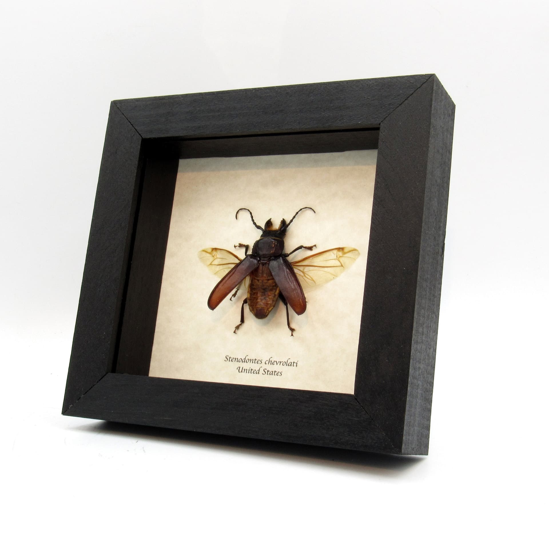 Real Stump Borer beetle framed taxidermy - Stenodontes chevrolati