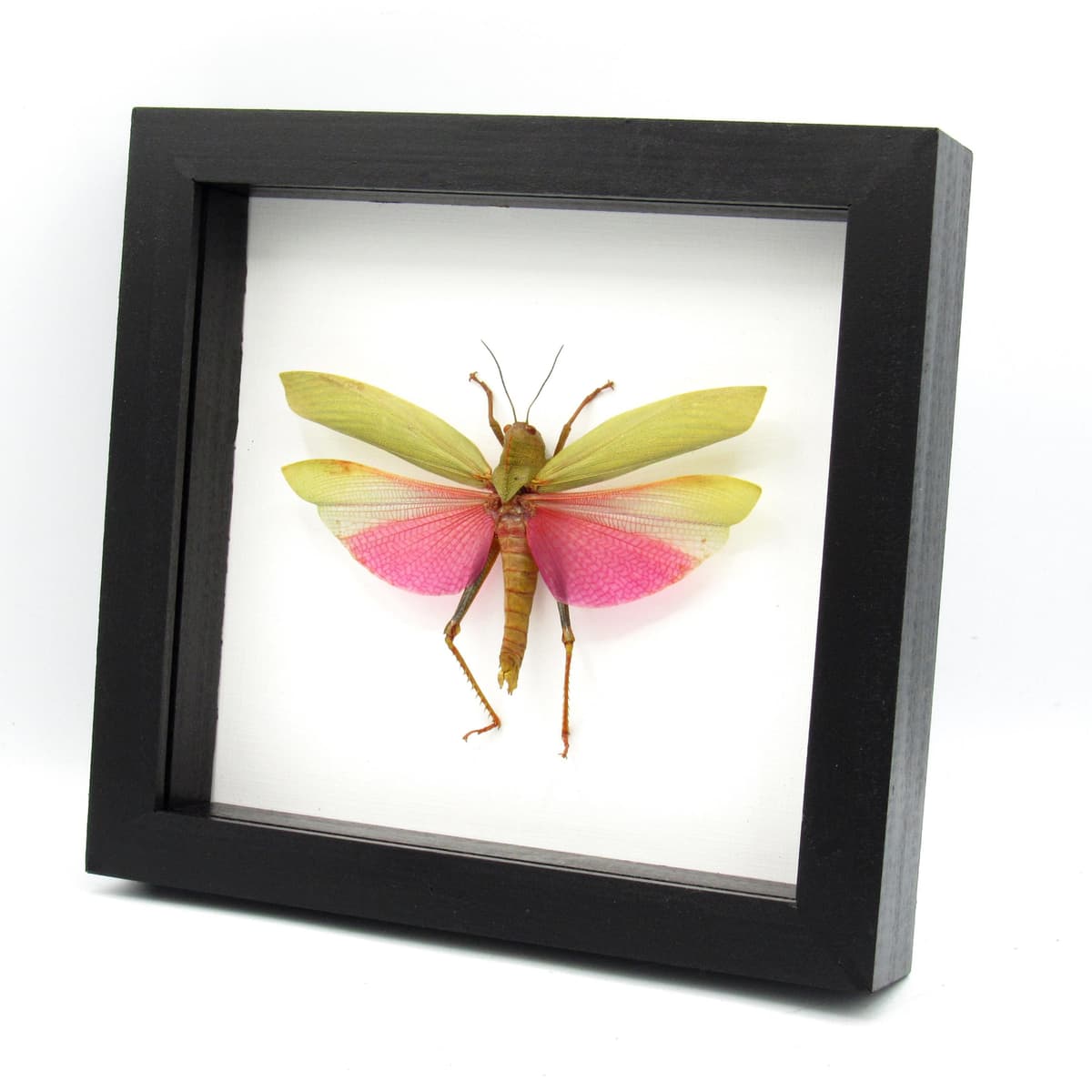 Real Giant Grasshopper framed taxidermy - Lophacris cristata - large female