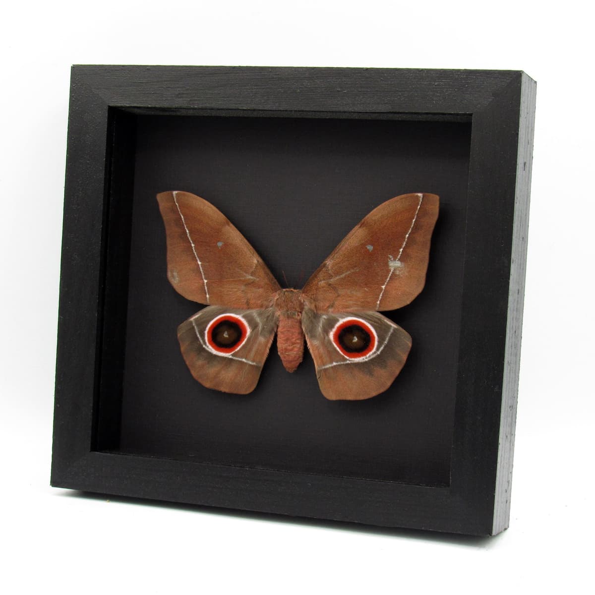 Massive real Emperor moth framed taxidermy - Nudaurelia eblis - female