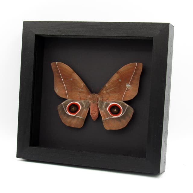 Massive real Emperor moth framed taxidermy - Nudaurelia eblis - female