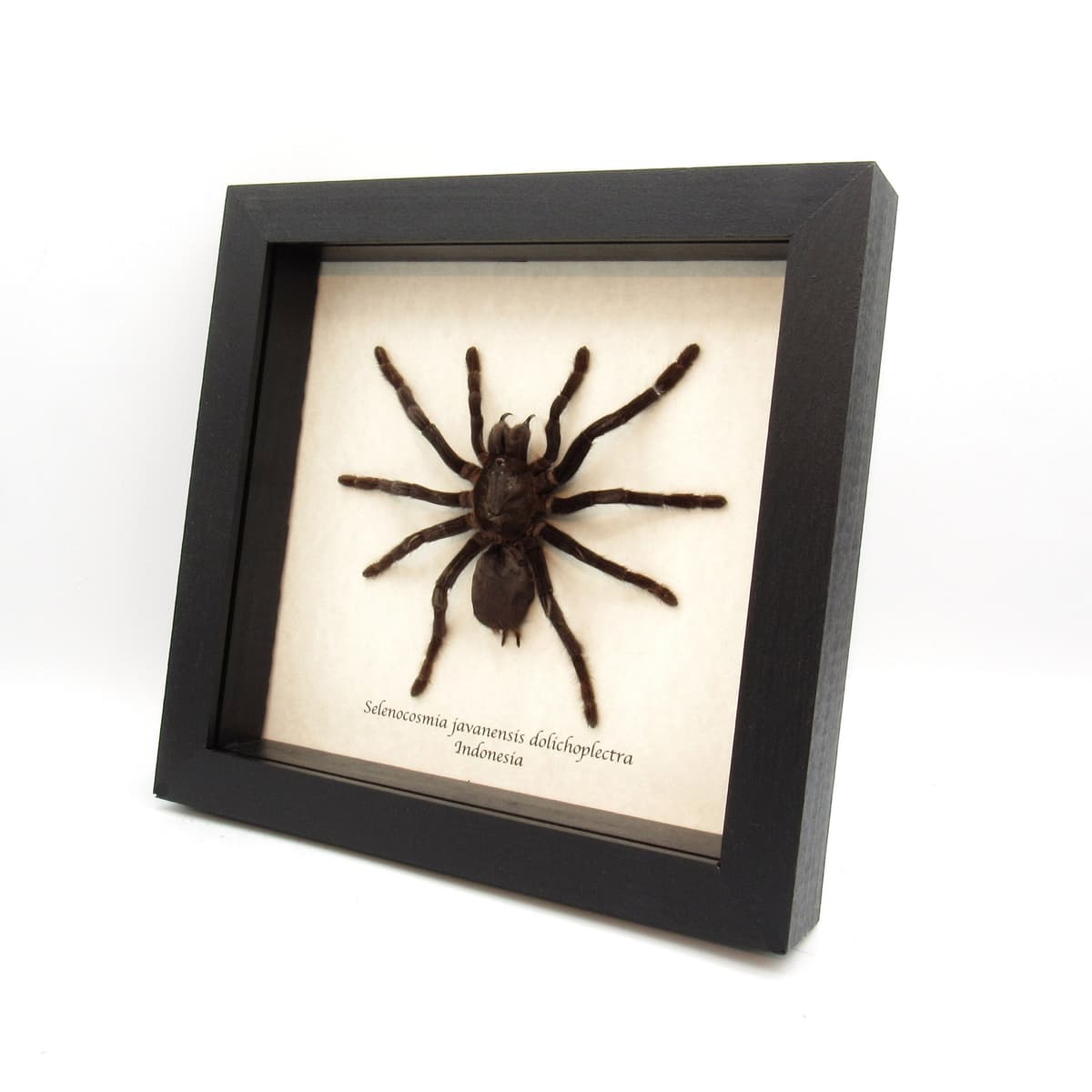 Real Java Yellow Kneed Tarantula spider framed taxidermy - Selenocosmia javanensis dolichoplectra - XL