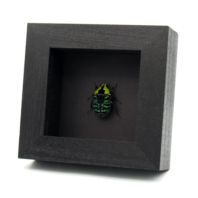 Real green African Scarab beetle framed taxidermy - Euchroea urania