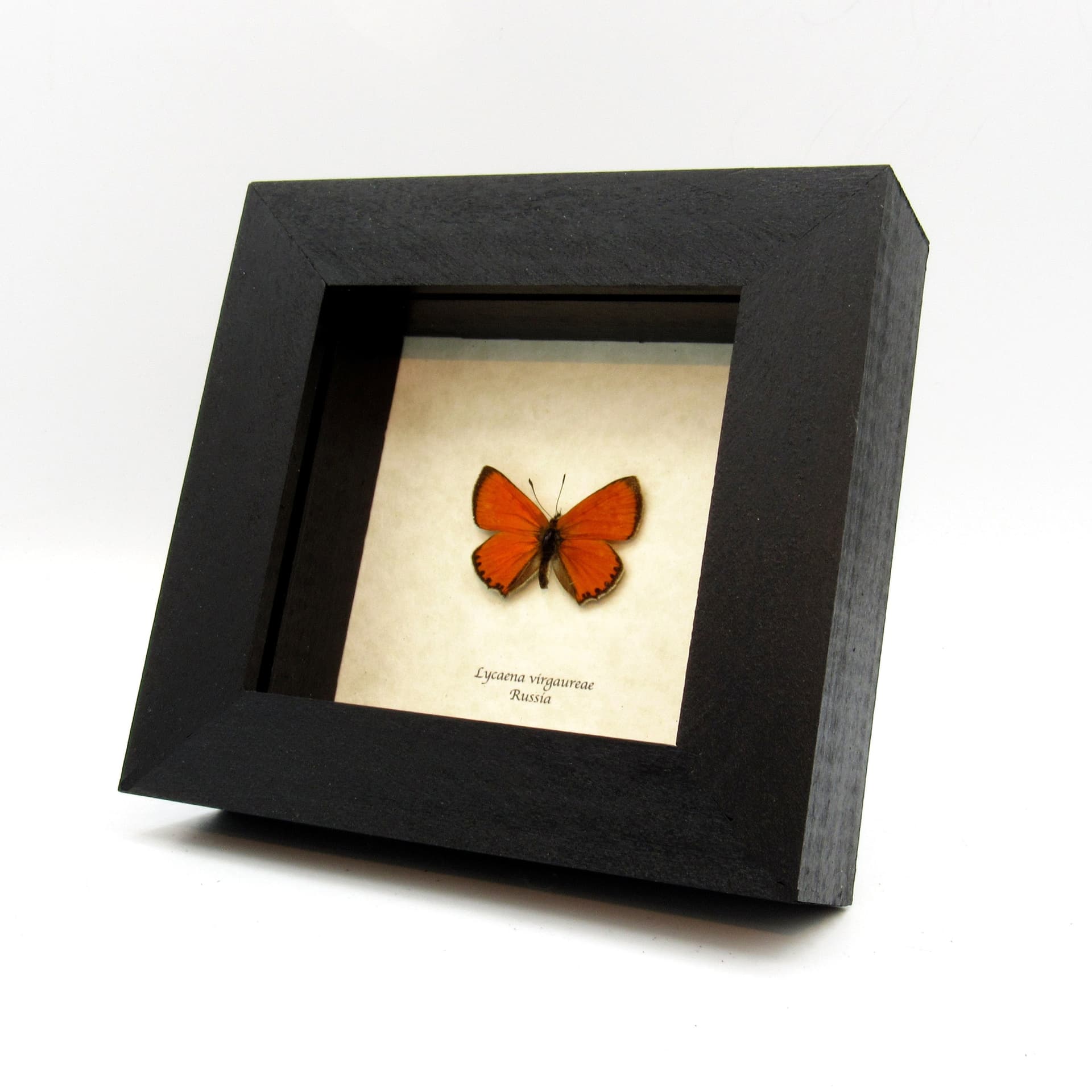 Real iridescent orange butterfly framed taxidermy - Lycaena virgaureae
