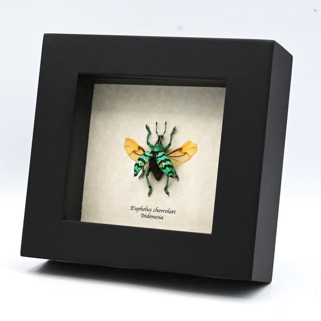 Real glitter Weevil framed taxidermy - Eupholus chevrolati