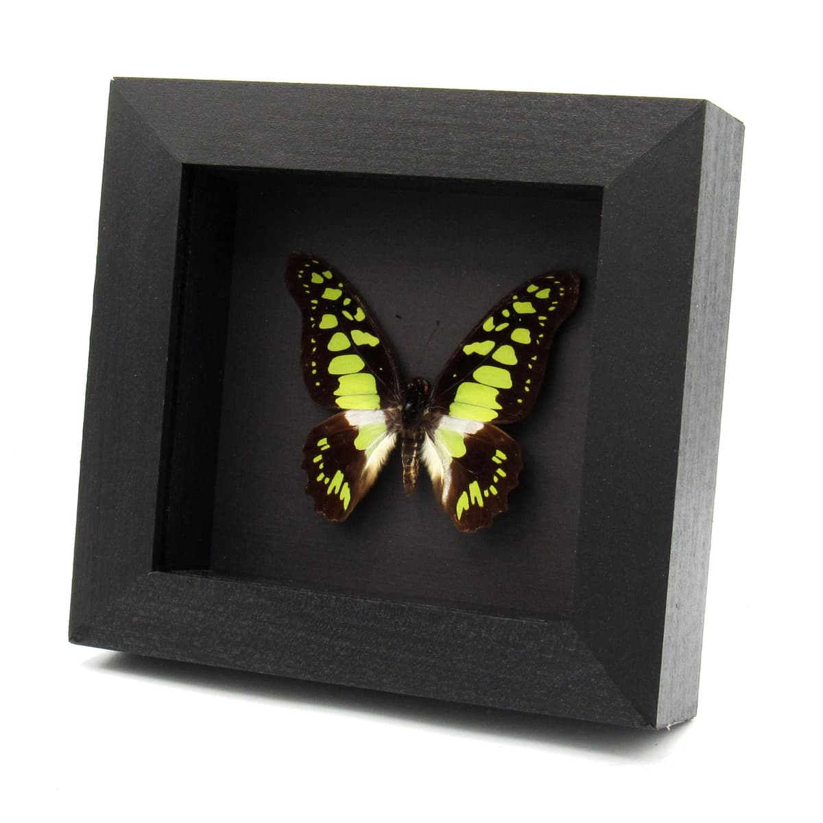 Real Electric Green Swordtail butterfly framed taxidermy - Graphium tynderaeus