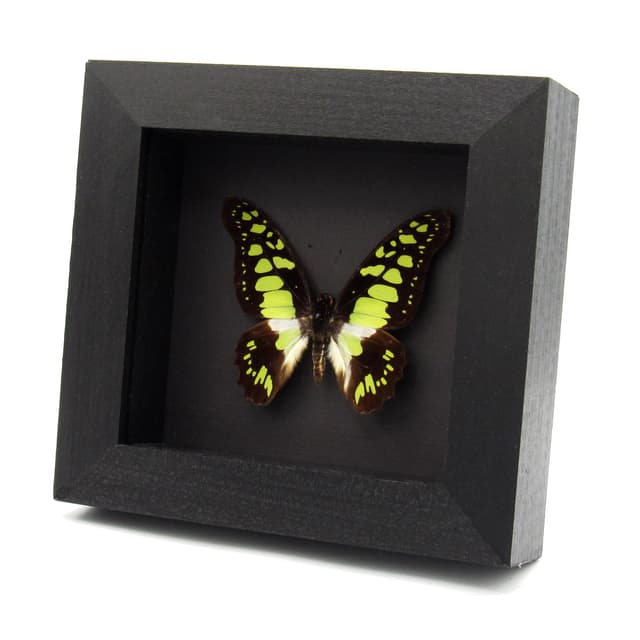 Real Electric Green Swordtail butterfly framed taxidermy - Graphium tynderaeus